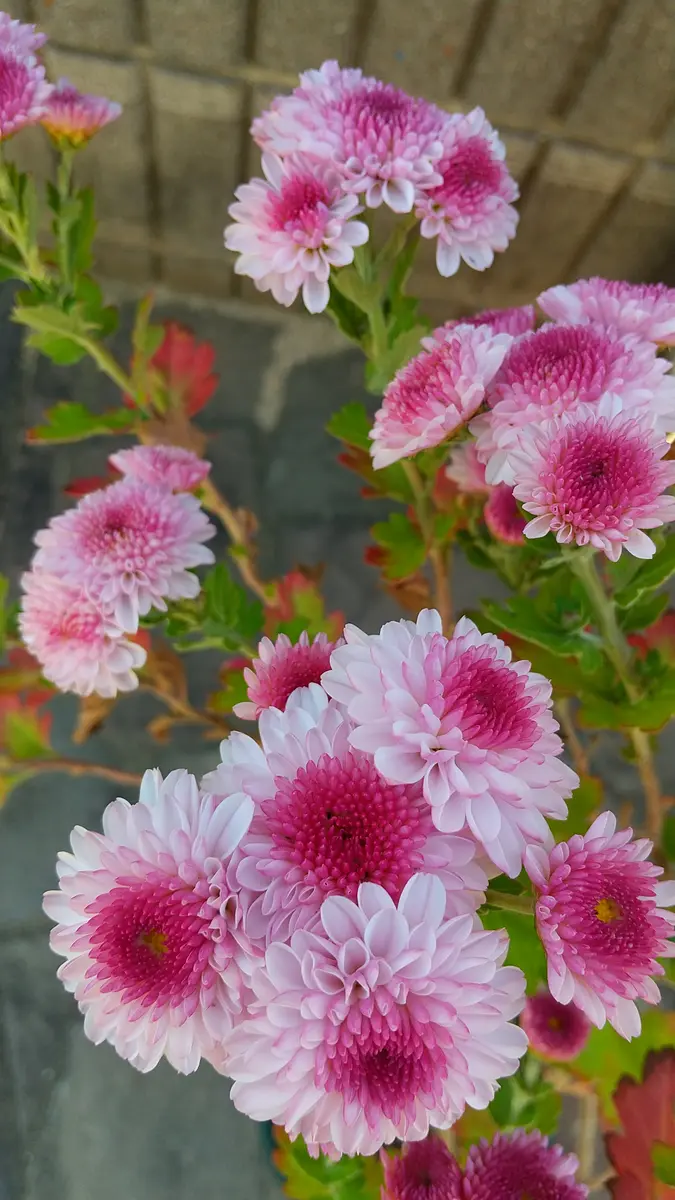 鉢植えの菊 開花｜園芸日記byもずちゃん｜みんなの趣味の園芸｜1017812