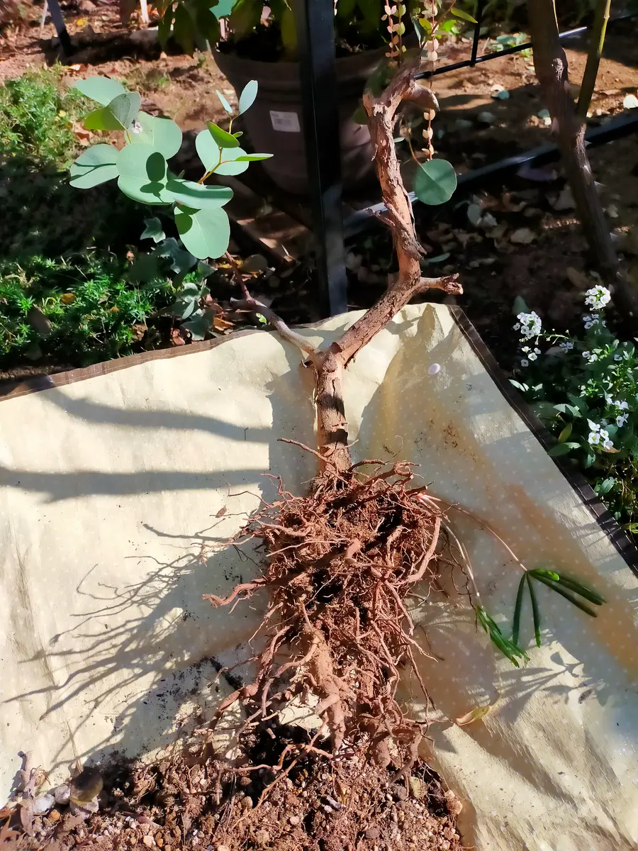 ユーカリの植え替えしました。｜園芸日記byKuroko｜みんなの趣味の園芸