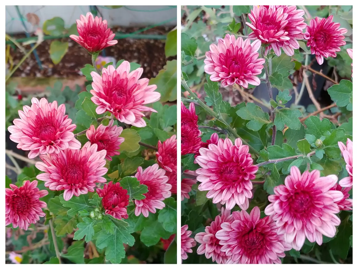 我が家の3大美女菊💖｜園芸日記byコンカドール｜みんなの趣味の