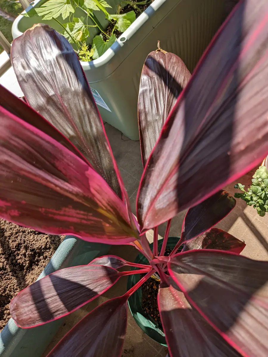 赤ドラセナその3