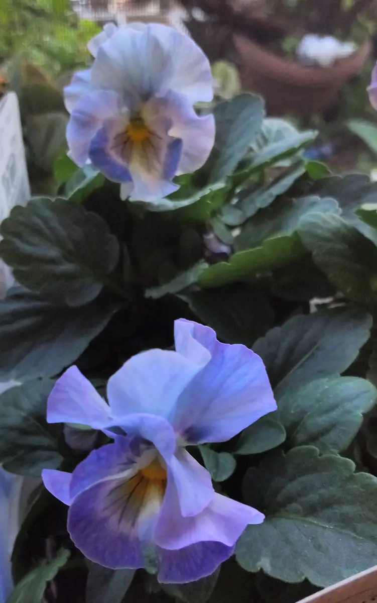 シエルブリエ19 シエルブリエの寄せ植え♪＊アントワネット