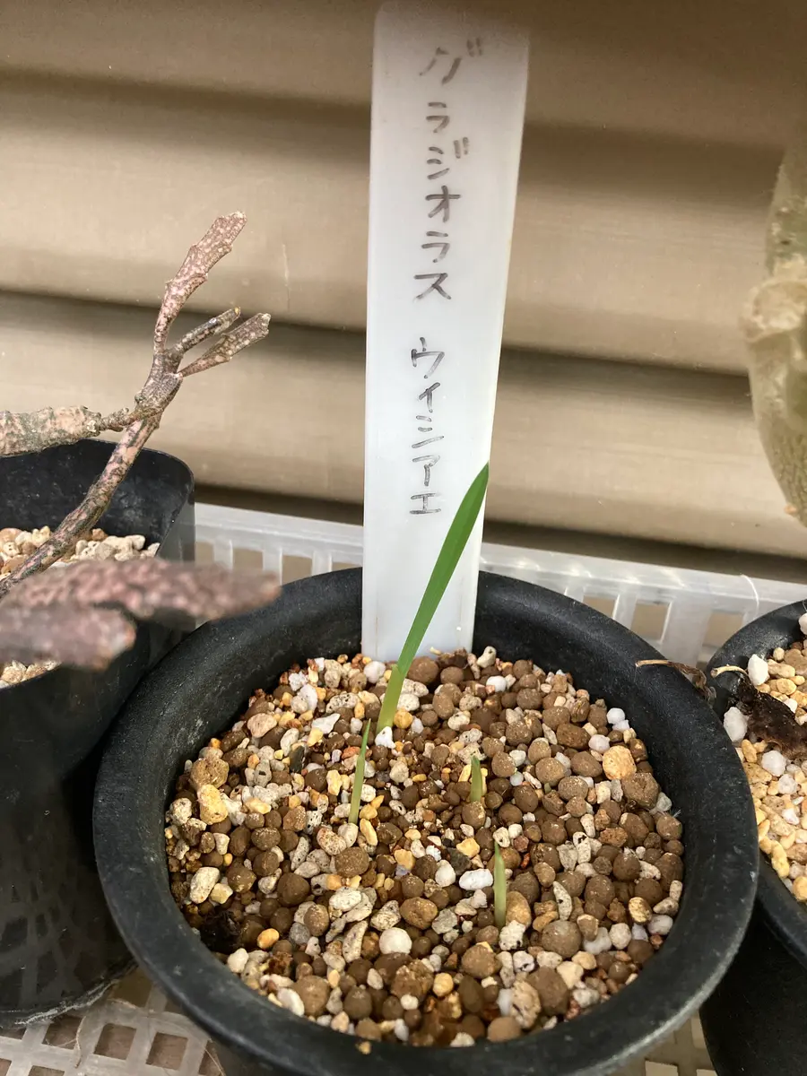 オトンナの日記一覧|もふ.さんの園芸日記-みんなの趣味の園芸