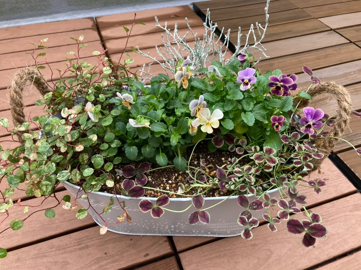 ビオラの寄せ植え｜園芸日記byひめもも｜みんなの趣味の園芸｜1019281