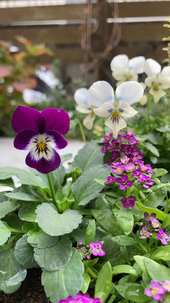ビオラの寄せ植え｜園芸日記byひめもも｜みんなの趣味の園芸｜1019281