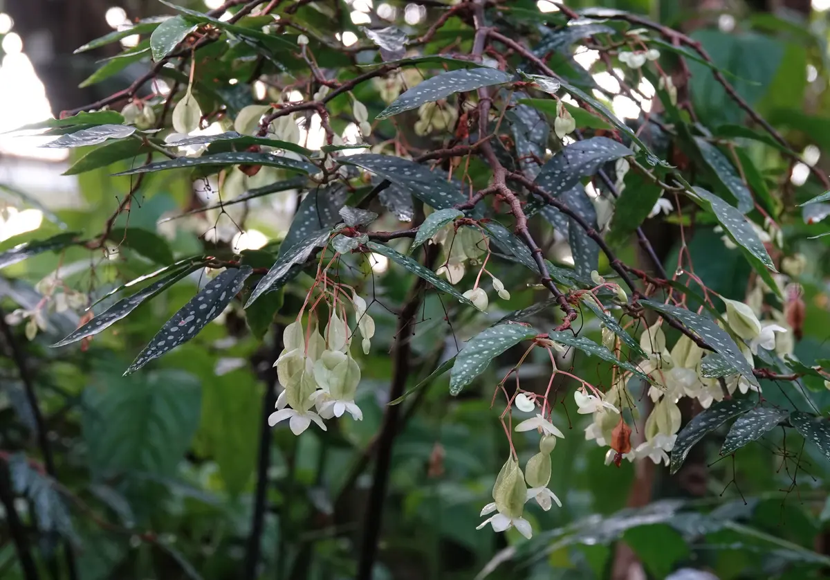 怪奇植物 ベゴニアメラノブラータ 新芽つき 激レア希少植物③ 怪奇植物