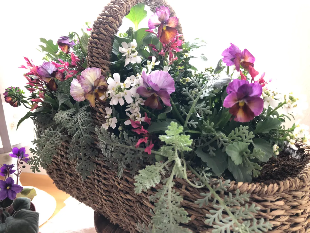 カゴの寄せ植え｜園芸日記byみしん｜みんなの趣味の園芸｜1019935