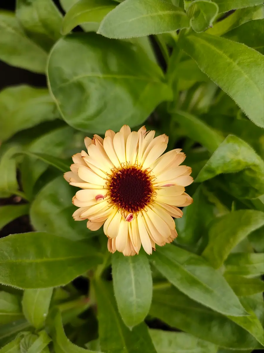 カレンデュラ🧡ﾌﾞﾛﾝｽﾞﾋﾞｭｰﾃｲｰ＆ｱｲﾎﾞﾘｰﾌﾟﾘﾝｾｽ🧡開花｜園芸日記byもも