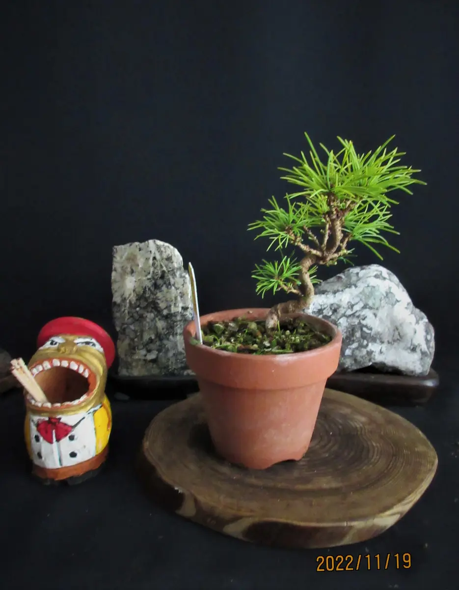 五葉松『瑞祥』の【古葉取り】｜園芸日記bymeika｜みんなの趣味