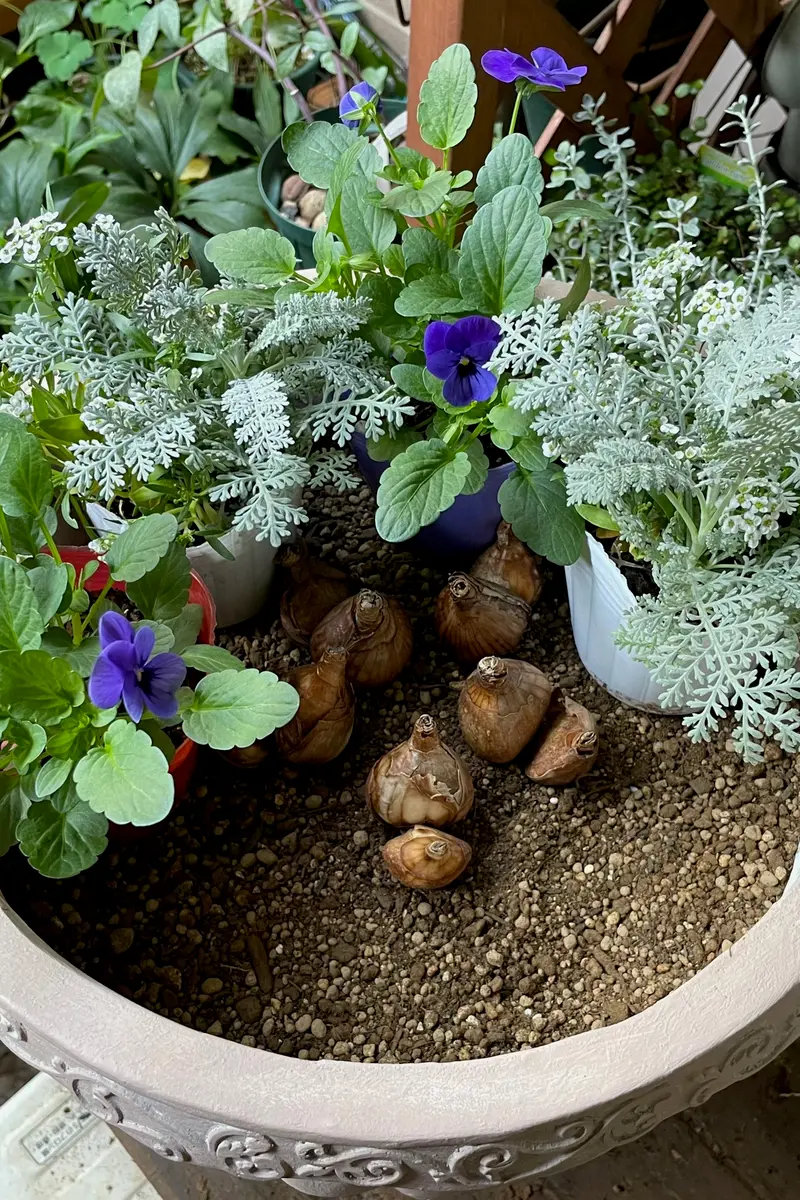 メイテル様 確認用 水仙 超多弁咲き 1球根 ① メイテル様 確認用 水仙