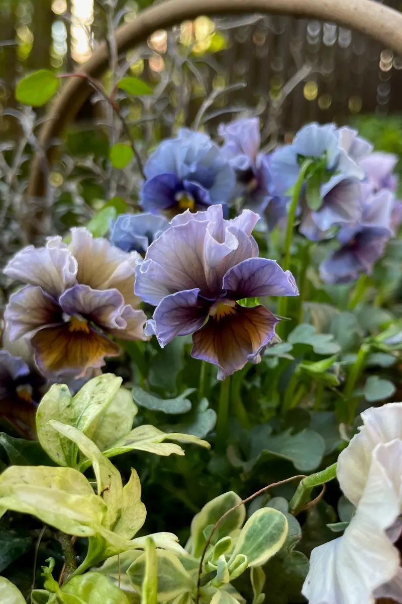 ビオラ'アクアレール'の寄植え｜園芸日記byモンジャルダン｜みんなの