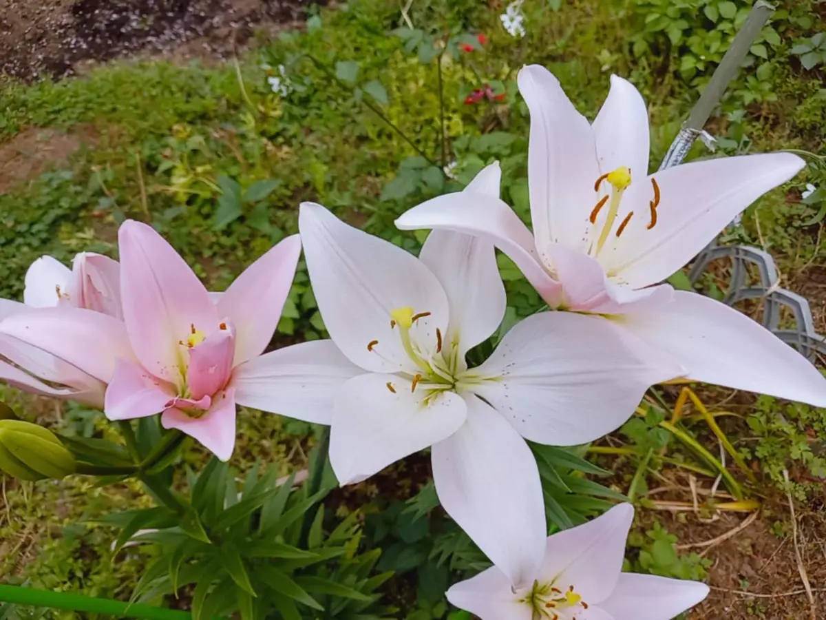 百合の花が咲く頃に 百合の花が咲く頃に