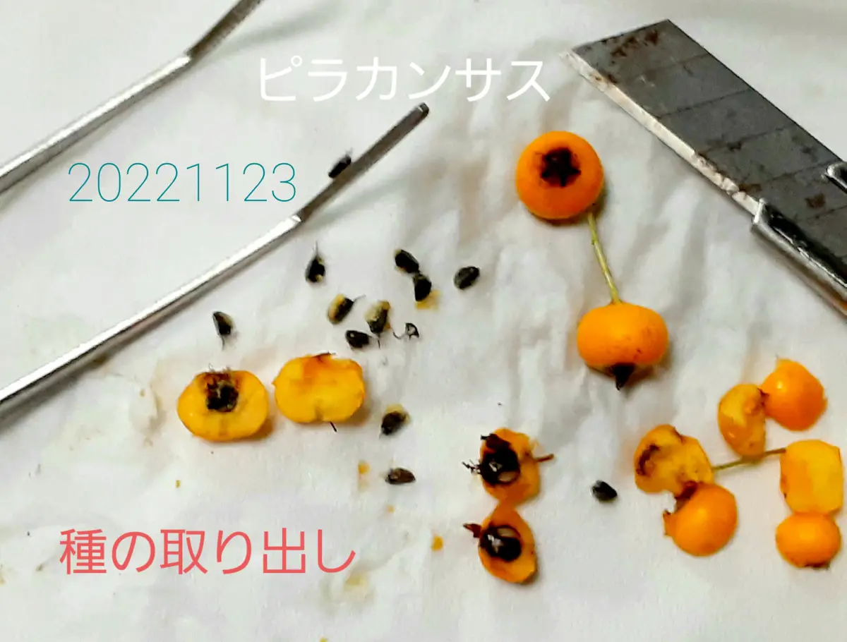 ピラカンサスの実から種を取ってみました🎵！✌️｜園芸日記by超美利意