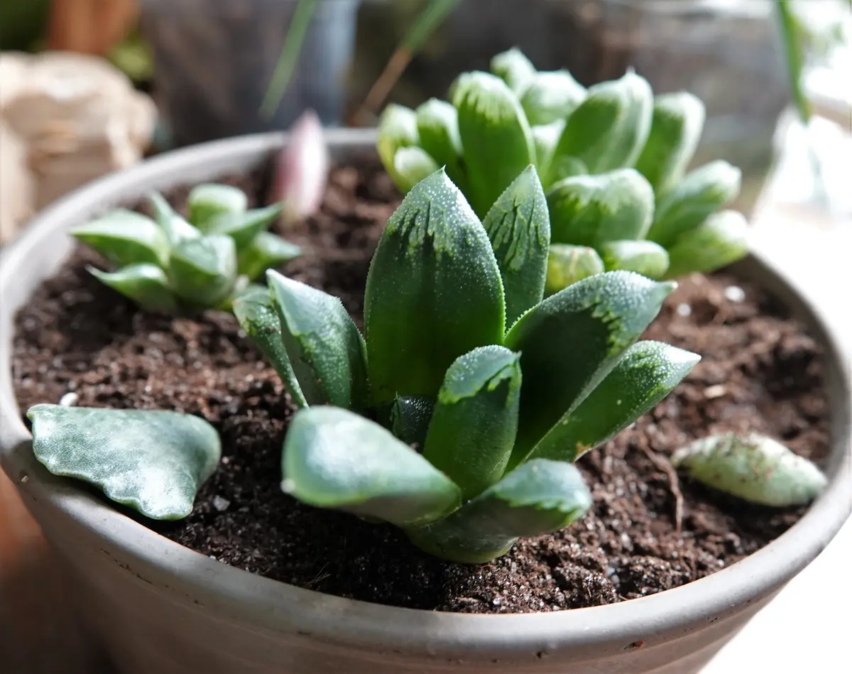 クリスマスセール12/20まで！】ハオルチア白蛇伝