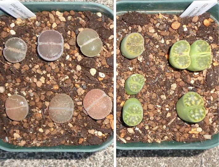 エケベリアのトップシータービーは｜園芸日記byアバンギャルディ