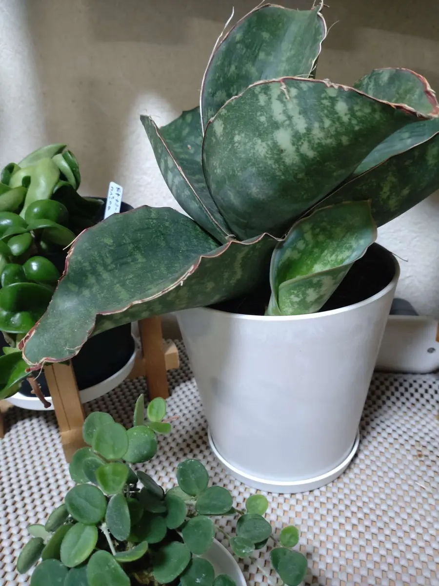 サンセベリア ドラゴンウイング　子株付き Amazon.co.jp: サンスベリア ドラゴンウイング 5号 子株付き