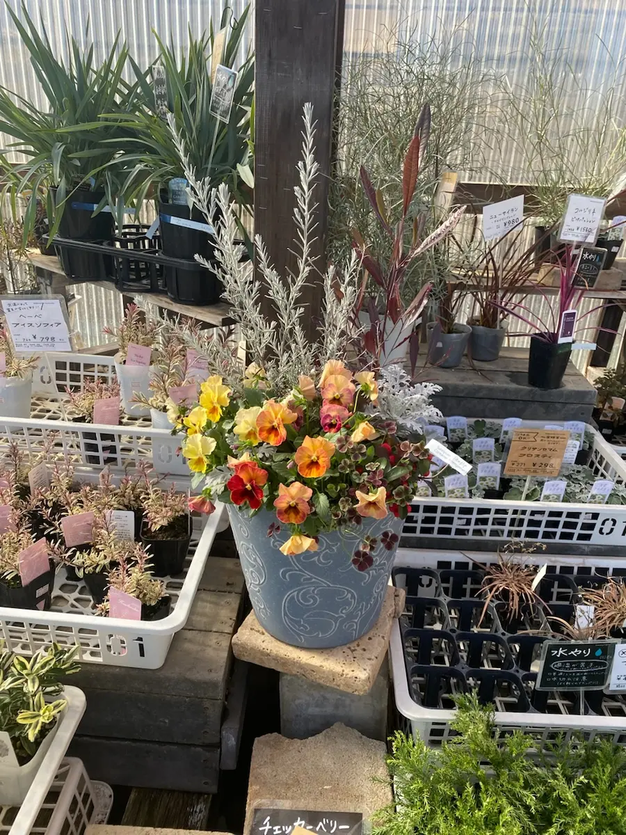 さにべるの寄せ植え…美しい｜園芸日記byMayan｜みんなの趣味の園芸