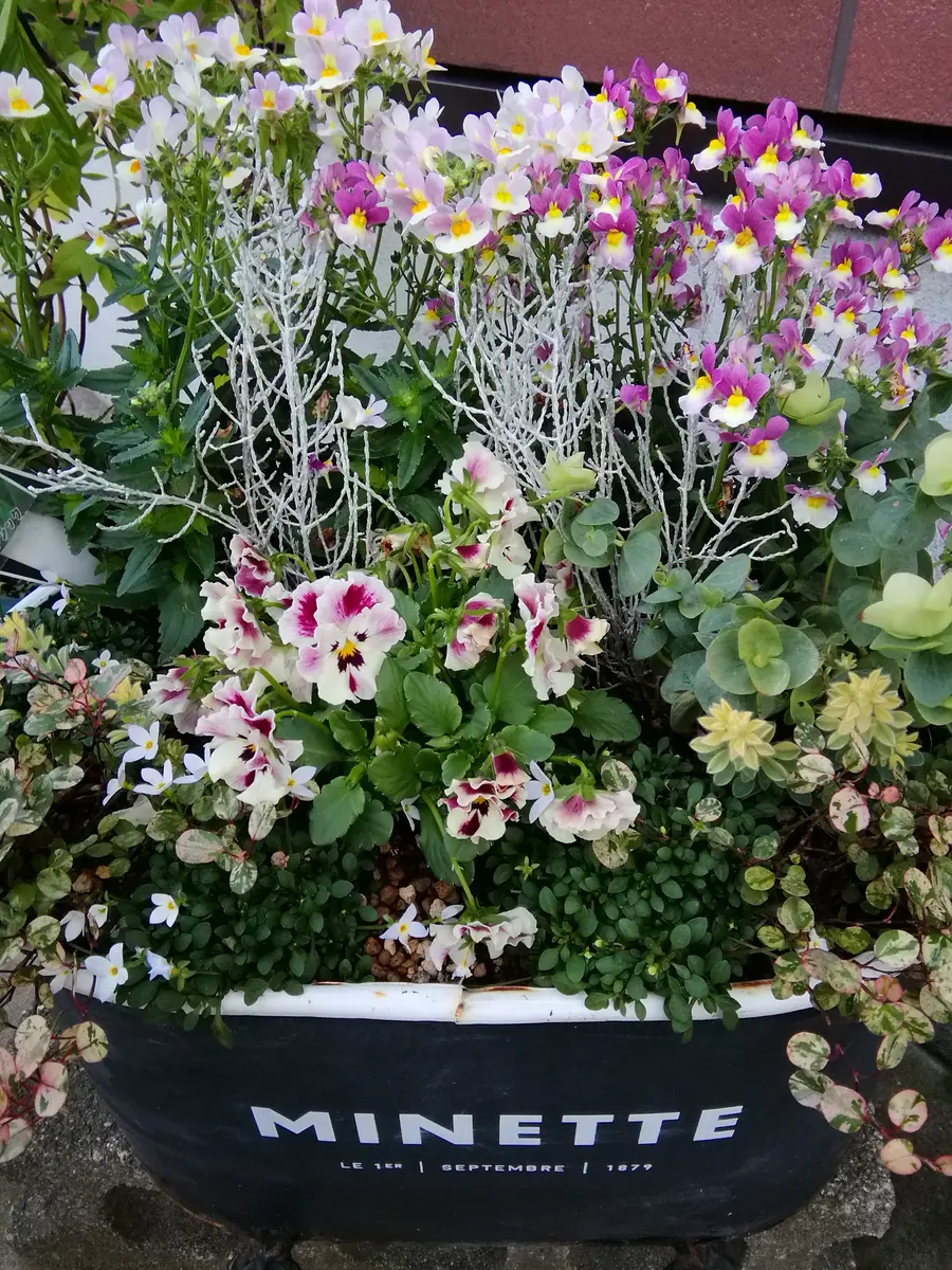 ビオラとネメシアの寄せ植え｜園芸日記byかりんキャット｜みんなの趣味