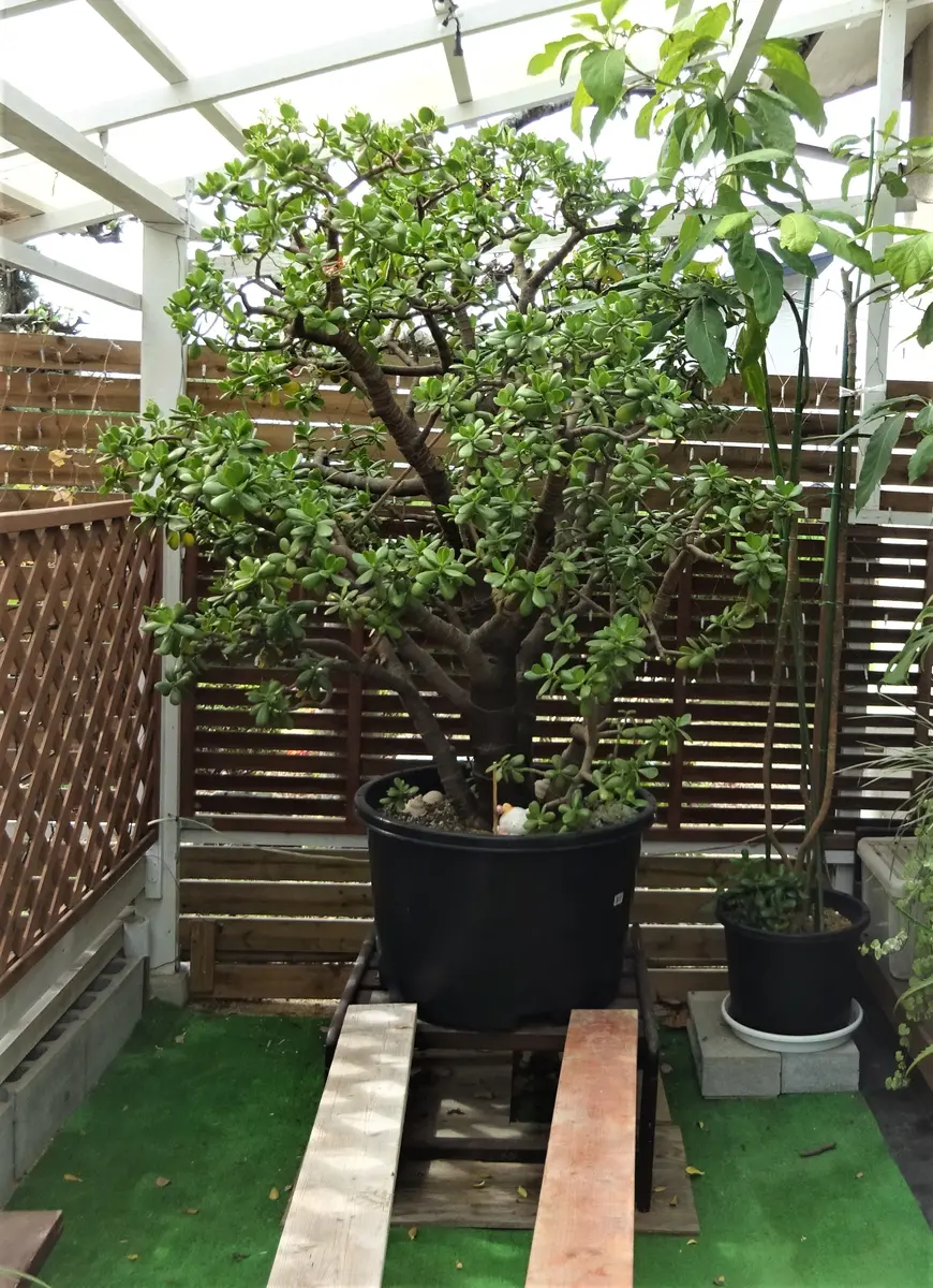 大きくなり過ぎの金の生る木です。｜園芸日記bykakip-ken｜みんなの