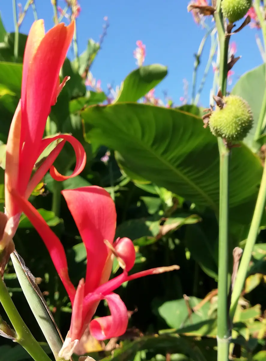 小雨。いっきに真冬へ。ダンドク。シャリンバイ。紅葉。｜園芸