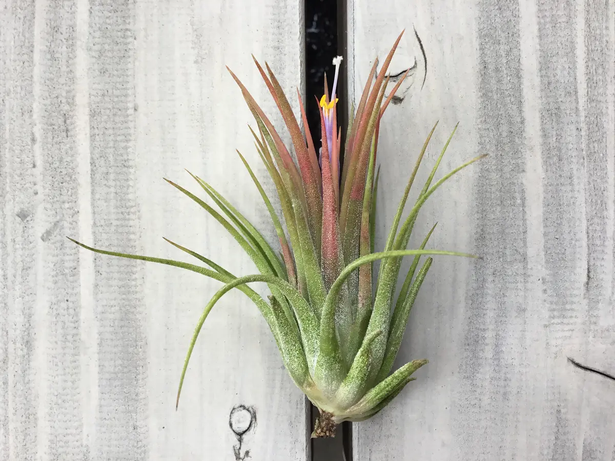 Tillandsia ionantha crested イオナンタ チランジア fit=scale-down,w=1200