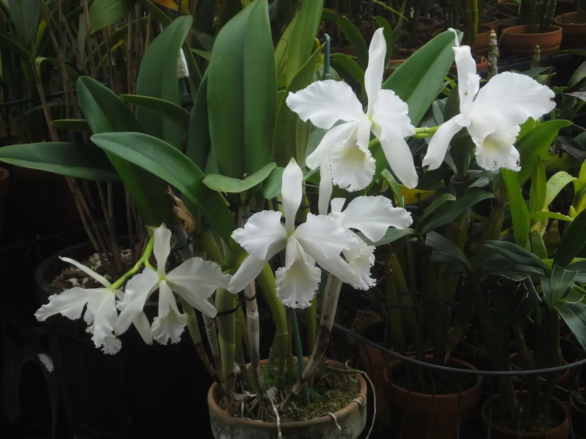 ♡白いカトレア満開｜園芸日記by花柘榴｜みんなの趣味の園芸｜1024216