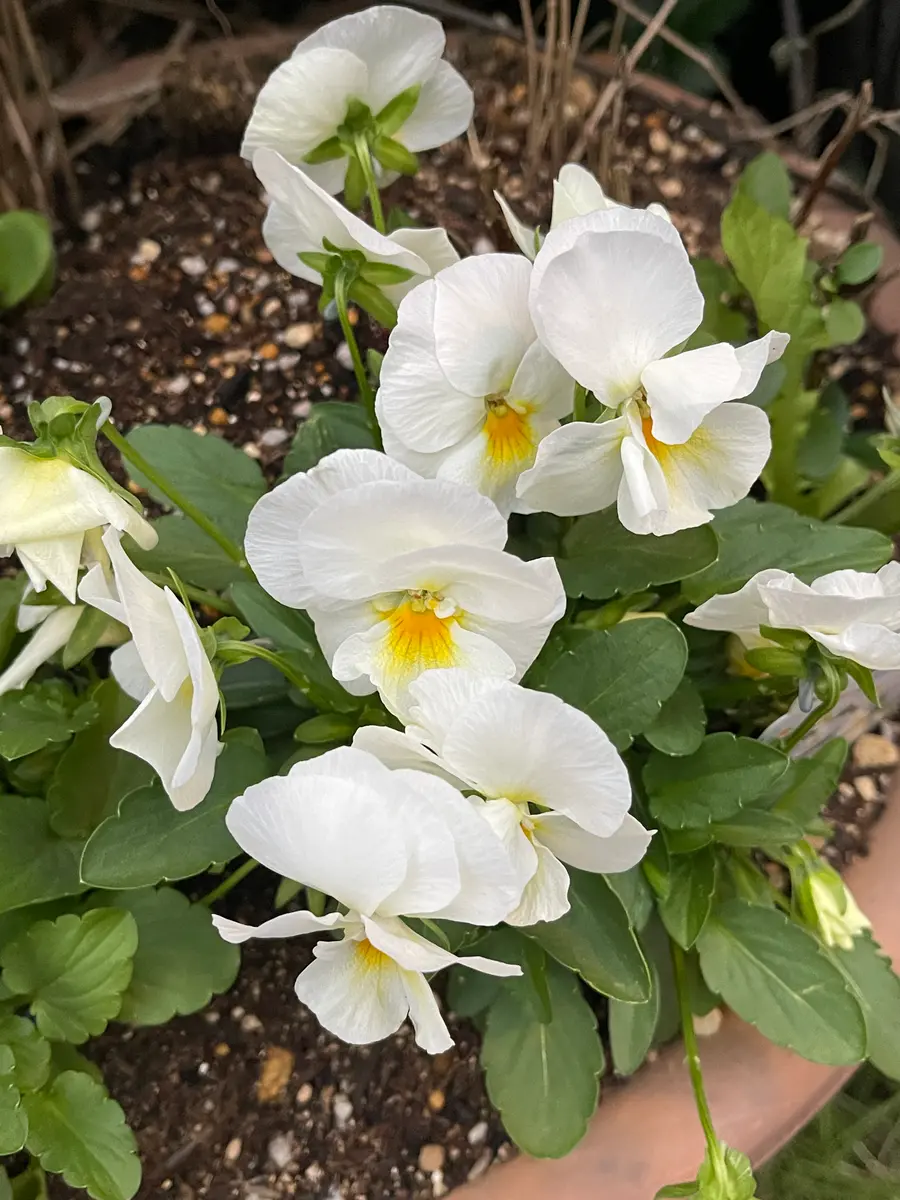 『　』の片割れ　白　SP よく咲くスミレの白｜園芸日記byハゼラン｜みんなの趣味の園芸｜1024281