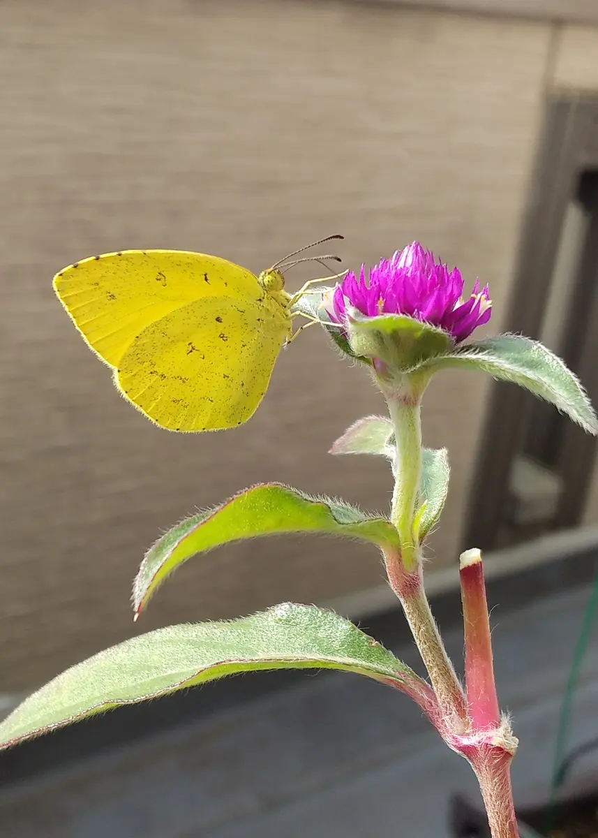 【セール】 めずらしく蝶々が・・・🎶｜園芸日記byjoby｜みんなの趣味の園芸 工芸品
