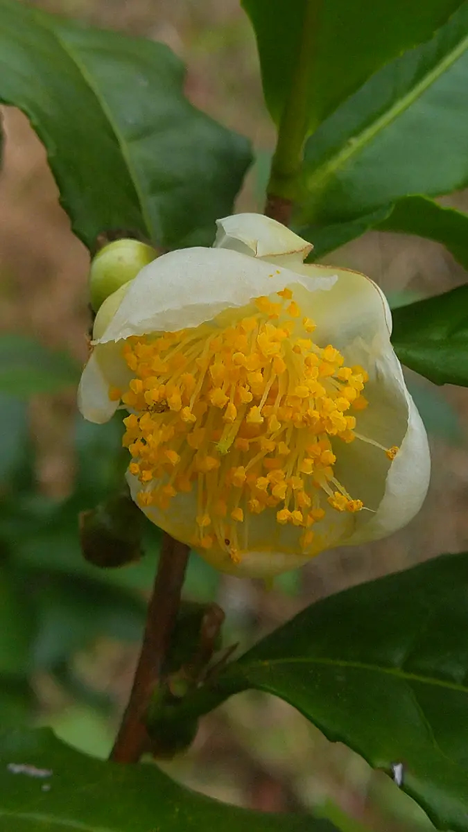 白侘助(シロワビスケ)と茶の木(チャノキ)の花｜園芸日記byドブ