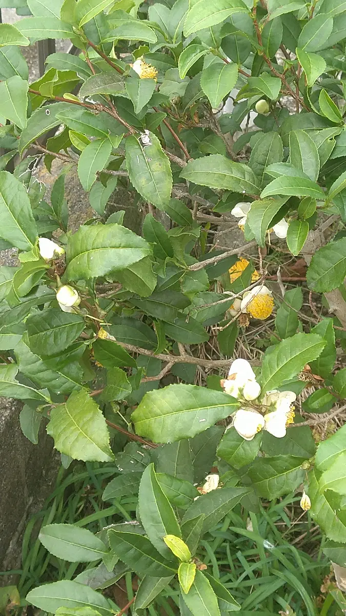 白い茶の木　チャノキ　白色 斑入り葉茶の木 白斑 白花 （お茶の木） チャノキ ＊小苗