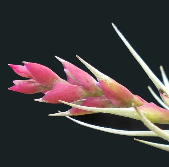 Tillandsiastricta'AngelWhite'｜園芸日記bykaketo