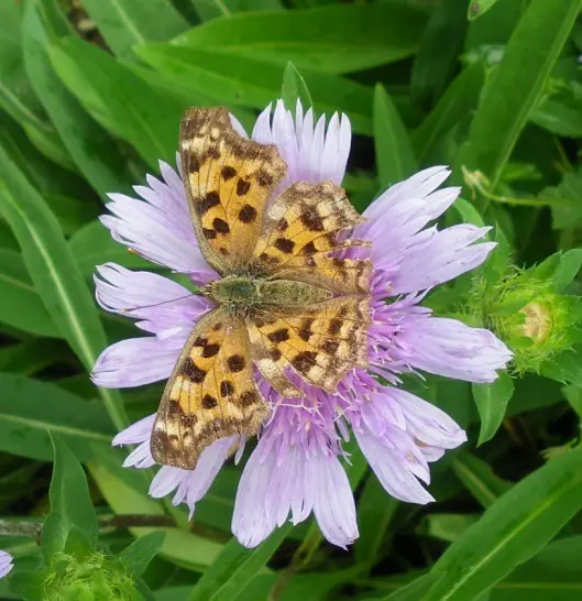 saemi様8【1961】ミニミニ蝶々 ローズクォーツ