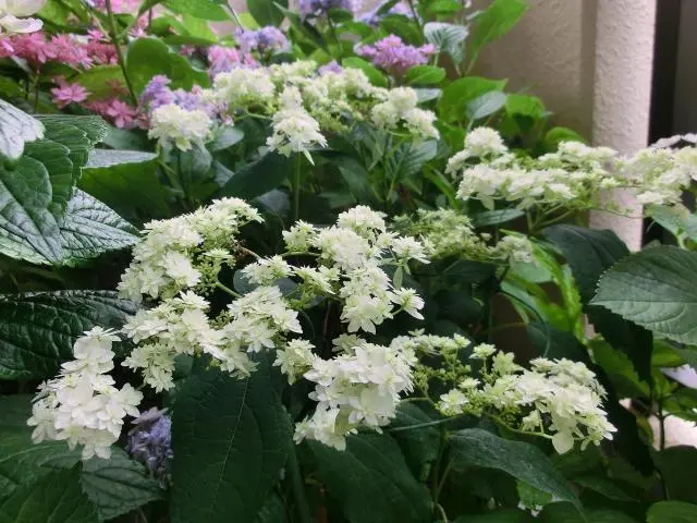 八重咲きアナベル｜園芸日記byTOM｜みんなの趣味の園芸｜102461