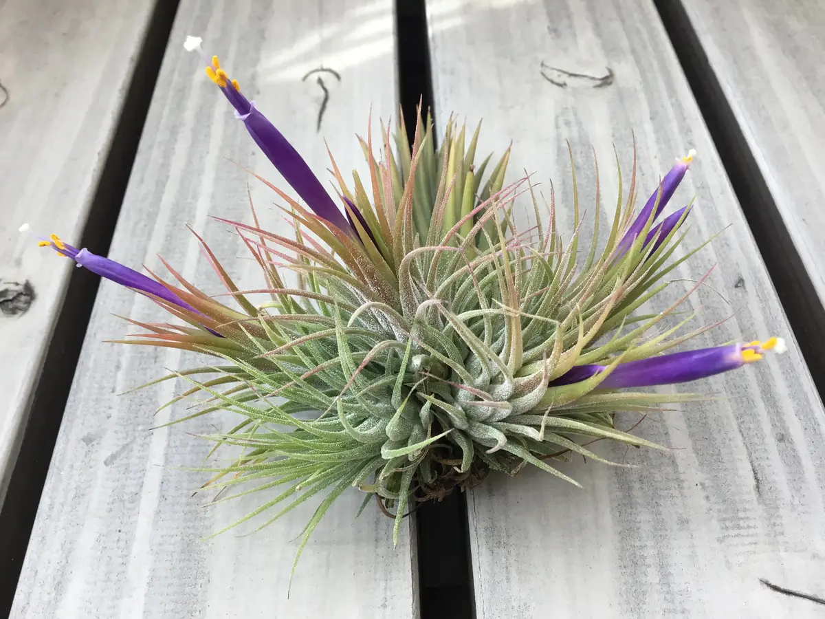イオナンタの開花時期 | チランジア+エレクトロニクス