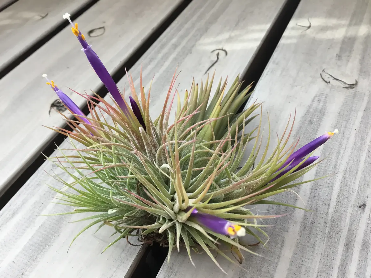 チランジア イオナンタ クンゾウ 開花株 今季ラスト Frontier Plants】オンラインストア6月24日販売予定約20種類の
