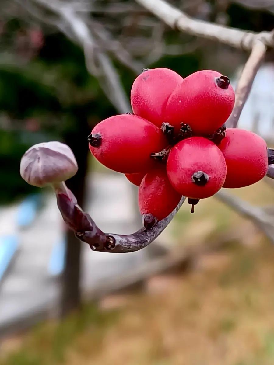 赤い実🔴赤い実🔴黒い実⚫️｜園芸日記byにほんまつ｜みんなの趣味の