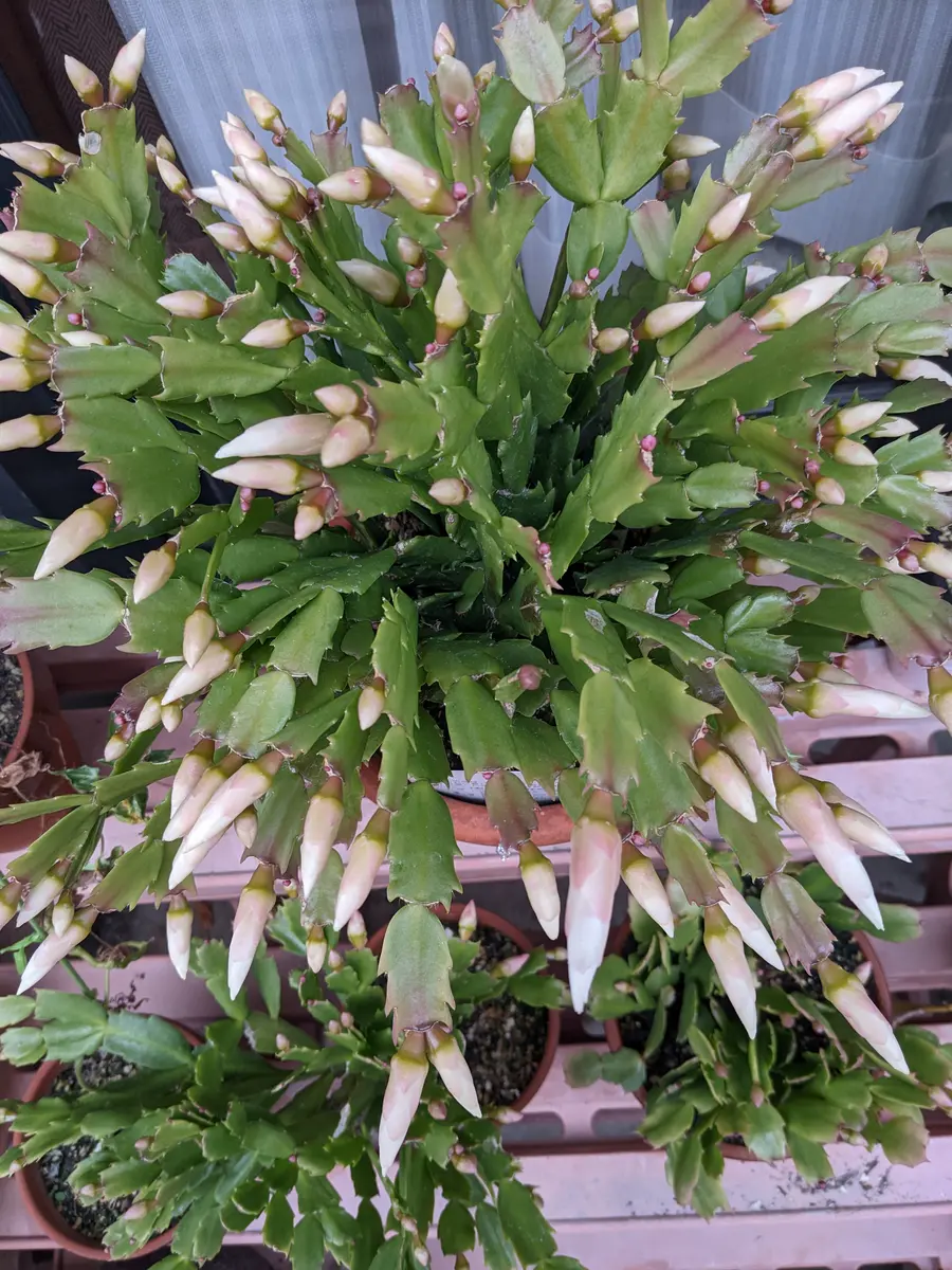 シャコバサボテン接木苗