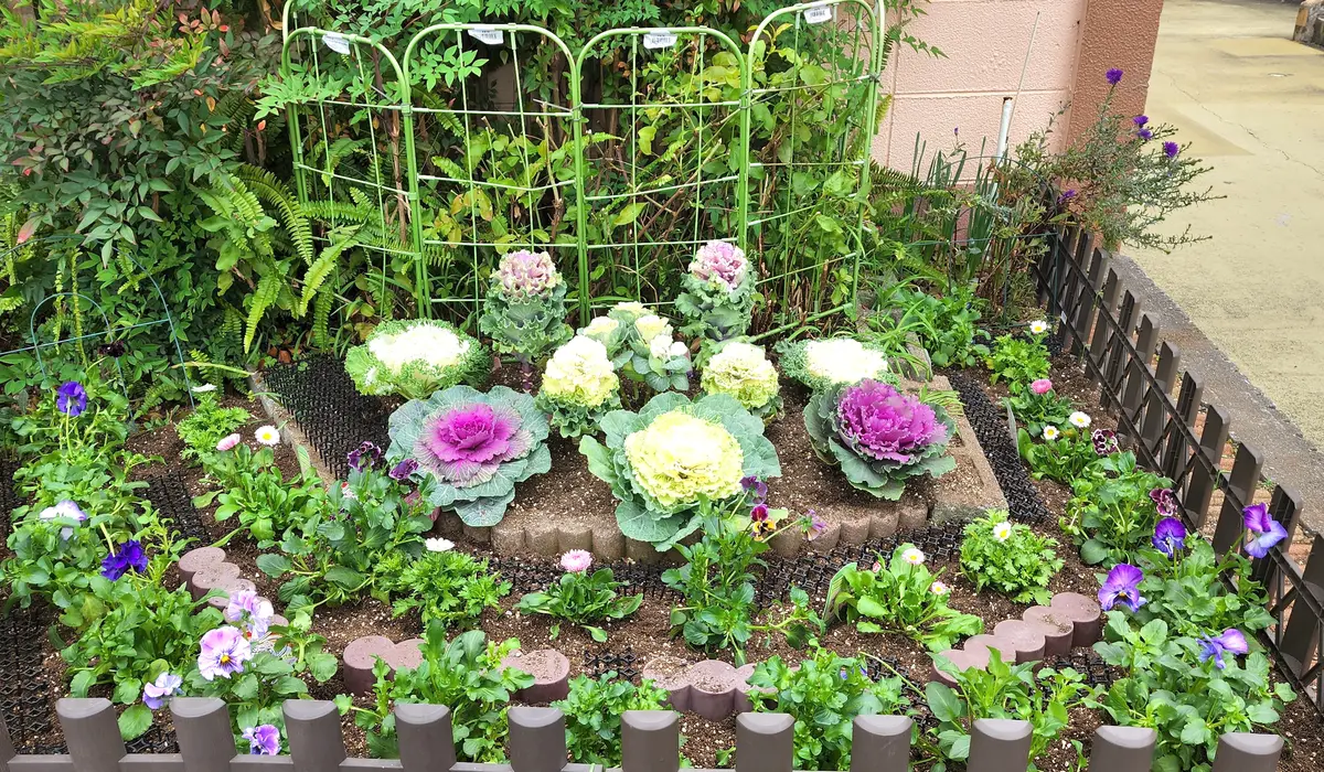 ✼ Kaorinページ ✼ お正月用のお花 葉牡丹 千両 レモン 花壇をお正月バージョンに♪｜園芸日記byまぁめ｜みんなの趣味の