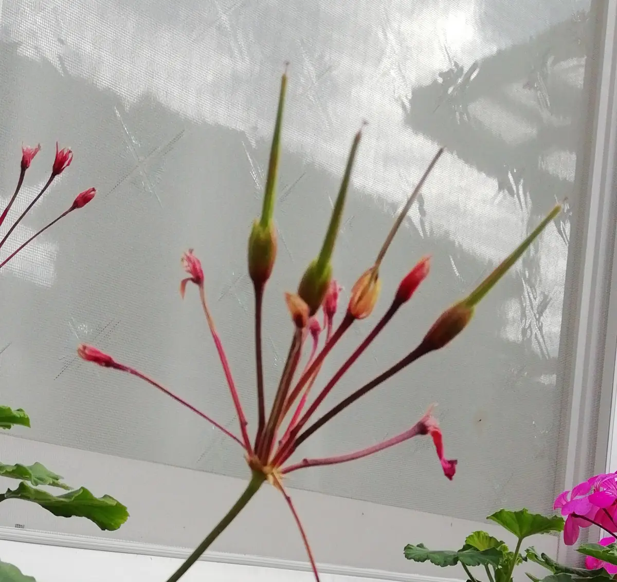 ゼラニウムの種蒔き|園芸日記by三日月|みんなの趣味の園芸 ゼラニウムの種蒔き|園芸日記by三日月|みんなの趣味の園芸