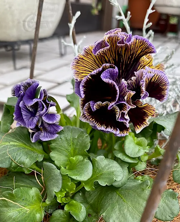 ドラキュラの寄せ植え♪｜園芸日記byちーま｜みんなの趣味の園芸｜1025979