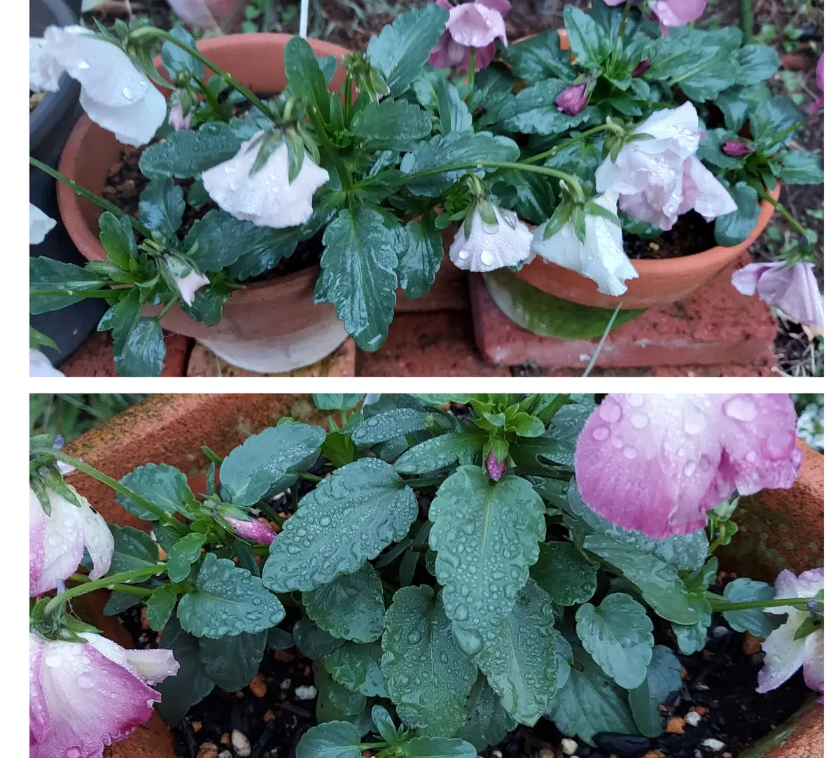 秋薔薇の蕾が綺麗、冬色のビオラとお辞儀をしてるパンジー達