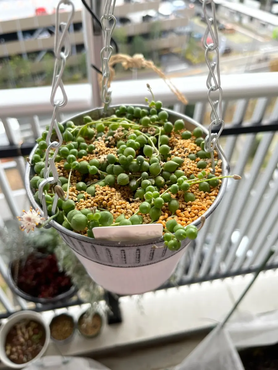 グリーンネックレスの花♪｜園芸日記byみはな｜みんなの趣味の園芸