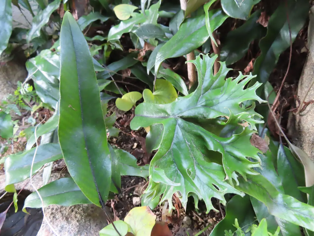 ヒトツバと|園芸日記by菊一|みんなの趣味の園芸|1027516 ヒトツバと|園芸日記by菊一|みんなの趣味の園芸|1027516