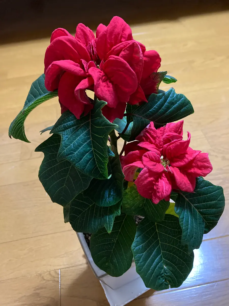ポインセチアたち🎶｜園芸日記byリンチャムジェイ｜みんなの趣味の園芸｜1027755