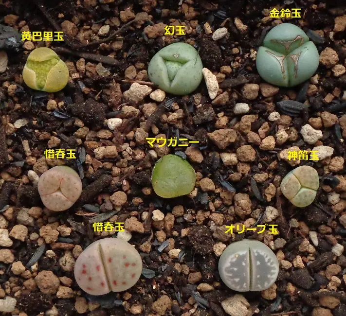 リトープスの種類は｜園芸日記byアバンギャルディ｜みんなの趣味