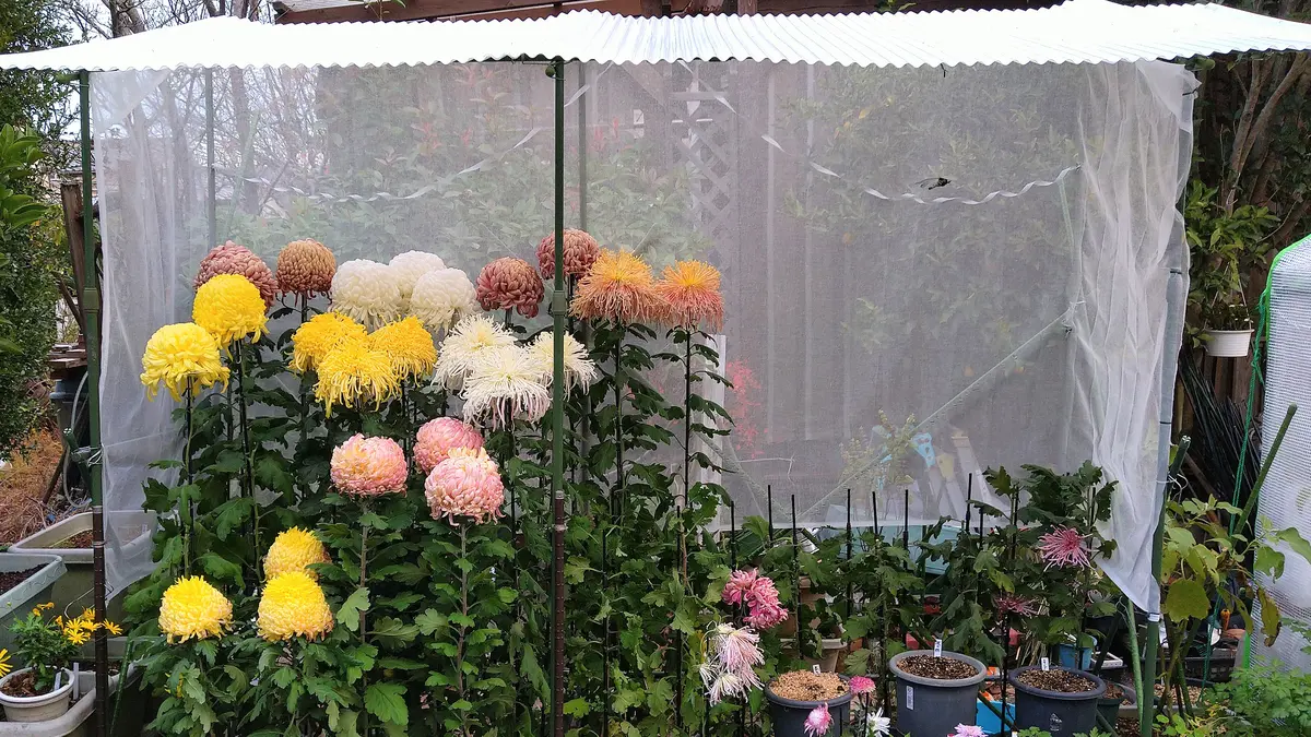 菊の冬至芽｜園芸日記byシミケン｜みんなの趣味の園芸｜1027887