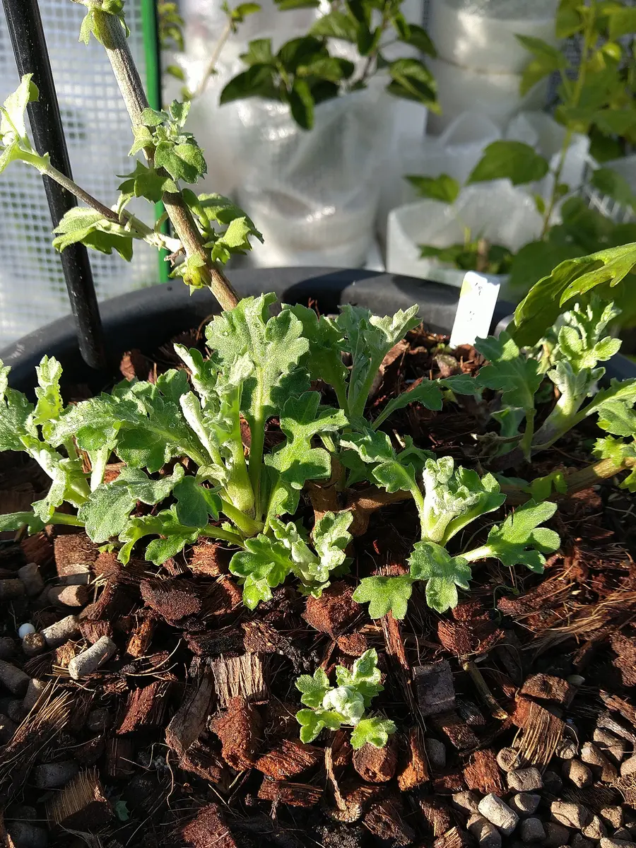 菊の冬至芽｜園芸日記byシミケン｜みんなの趣味の園芸｜1027887