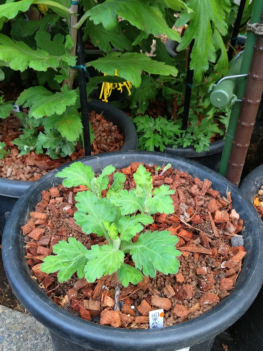 菊の冬至芽｜園芸日記byシミケン｜みんなの趣味の園芸｜1027887
