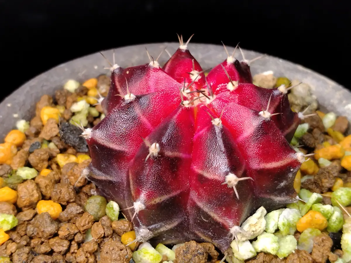 新天地錦　5号鉢 新天地錦 5号鉢 楽天市場】サボテン 新天地錦の通販