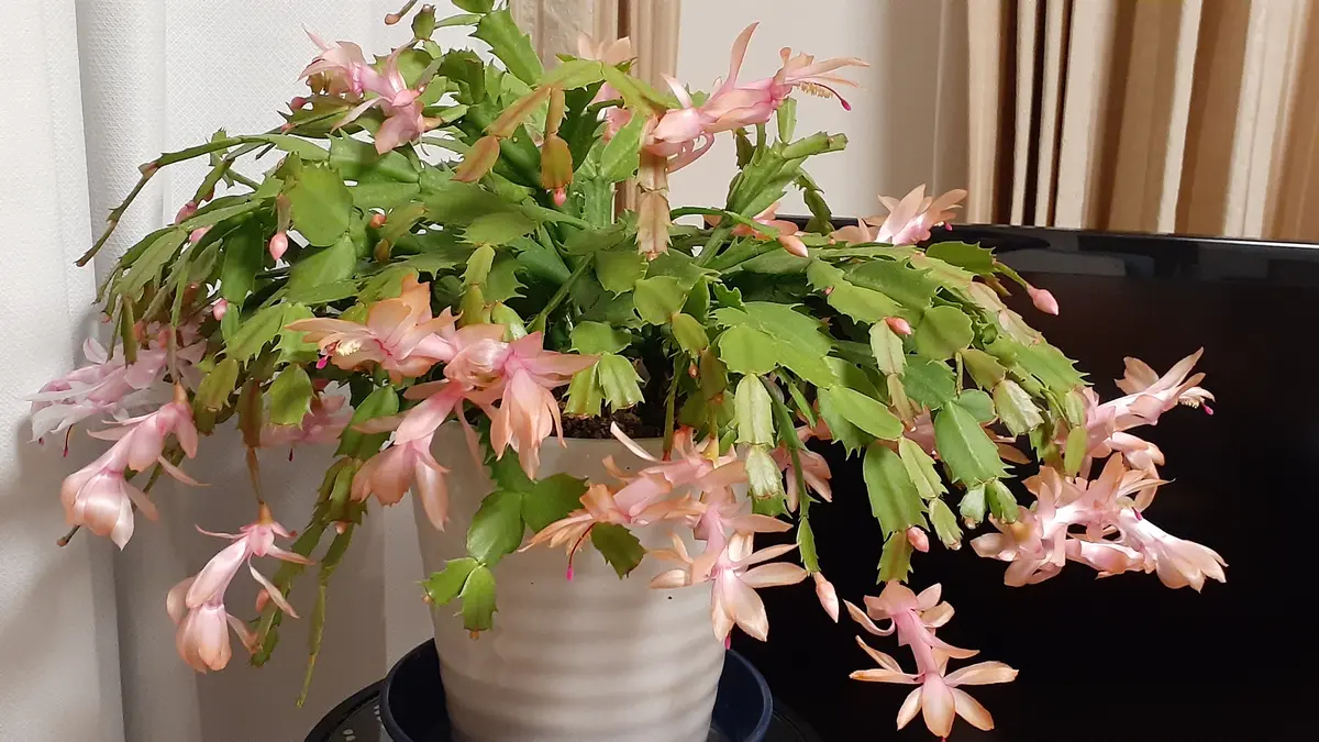 ふくおかルーバルガーデン7～冬❄️🎄❄️の庭たより…デンマーク