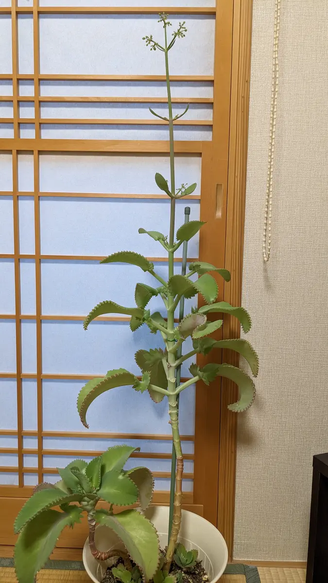 こんなに大きくなりました、子宝草ですNo.6｜園芸日記byきるり 